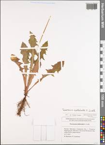Taraxacum stenoglossum Brenner, Eastern Europe, Middle Volga region (E8) (Russia)