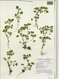 Medicago rigidula (L.)All., South Asia, South Asia (Asia outside ex-Soviet states and Mongolia) (ASIA) (Israel)