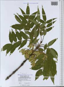 Fraxinus angustifolia subsp. oxycarpa (M.Bieb. ex Willd.) Franco & Rocha Afonso, Caucasus, Stavropol Krai, Karachay-Cherkessia & Kabardino-Balkaria (K1b) (Russia)
