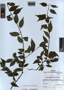 Prunus avium (L.) L., Siberia, Altai & Sayany Mountains (S2) (Russia)