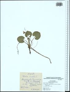 Viola mirabilis L., Eastern Europe, Central region (E4) (Russia)