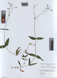 KUZ 004 508, Cerastium pauciflorum Stev. ex Ser., Siberia, Altai & Sayany Mountains (S2) (Russia)