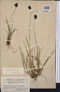 Carex aterrima subsp. aterrima, Middle Asia, Dzungarian Alatau & Tarbagatai (M5) (Kazakhstan)