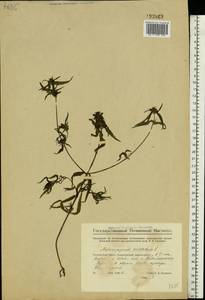 Melampyrum cristatum L., Eastern Europe, Eastern region (E10) (Russia)