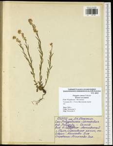 Polygala comosa Schkuhr, Eastern Europe, Central region (E4) (Russia)