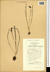 Muscari pallens (M.Bieb.) Fisch., Caucasus, Stavropol Krai, Karachay-Cherkessia & Kabardino-Balkaria (K1b) (Russia)