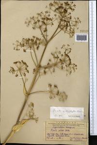 Ferula pachyphylla Korovin, Middle Asia, Western Tian Shan & Karatau (M3) (Kazakhstan)