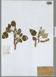 Populus alba L., Eastern Europe, Central region (E4) (Russia)