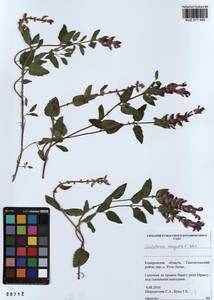 Scutellaria mongolica Sobolevsk., Siberia, Altai & Sayany Mountains (S2) (Russia)