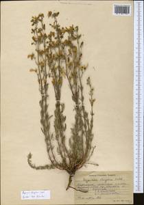 Hypericum elongatum, Middle Asia, Northern & Central Tian Shan (M4) (Kyrgyzstan)