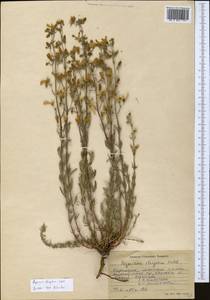 Hypericum elongatum Ledeb., Middle Asia, Northern & Central Tian Shan (M4) (Kyrgyzstan)