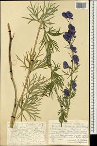 Aconitum turczaninowii Vorosch., Mongolia (MONG) (Mongolia)