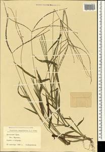 Digitaria sanguinalis (L.) Scop., Crimea (KRYM) (Russia)