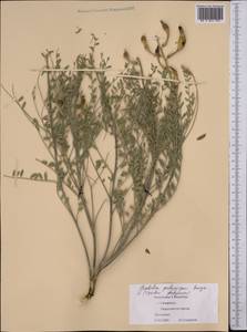 Sophora pachycarpa C.A.Mey., Middle Asia, Syr-Darian deserts & Kyzylkum (M7) (Uzbekistan)