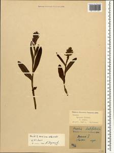 Dactylorhiza euxina (Nevski) Czerep., Caucasus, Krasnodar Krai & Adygea (K1a) (Russia)