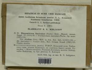 Dilutineuron fasciculare (Schrad. ex Hedw.) Bedn.-Ochyra, Sawicki, Ochyra, Szczecińska & Plášek, Bryophytes, Bryophytes - Karelia, Leningrad & Murmansk Oblasts (B4) (Russia)