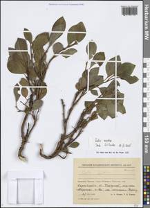 Salix arctica Pall., Siberia, Chukotka & Kamchatka (S7) (Russia)