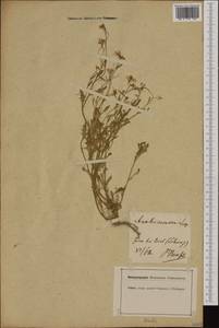 Arabidopsis arenosa (L.) Lawalrée, Western Europe (EUR) (Switzerland)