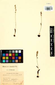 Herminium monorchis (L.) R.Br., Siberia, Baikal & Transbaikal region (S4) (Russia)