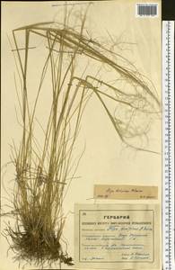 Stipa krylovii Roshev., Siberia, Western (Kazakhstan) Altai Mountains (S2a) (Kazakhstan)
