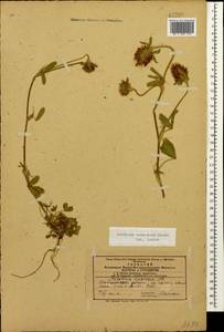 Trifolium ochroleucon subsp. ochroleucon, Caucasus, Azerbaijan (K6) (Azerbaijan)