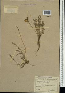 Astragalus physodes L., Crimea (KRYM) (Russia)
