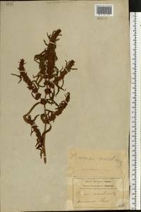 Rumex maritimus L., Eastern Europe, Central forest-and-steppe region (E6) (Russia)