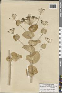 Smyrnium connatum Boiss. & Kotschy, South Asia, South Asia (Asia outside ex-Soviet states and Mongolia) (ASIA) (Turkey)