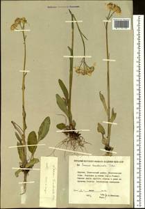 Tephroseris integrifolia subsp. tundricola (Tolm.) B. Nord., Siberia, Yakutia (S5) (Russia)