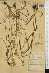 Luzula luzuloides (Lam.) Dandy & Wilmott, Western Europe (EUR) (Germany)