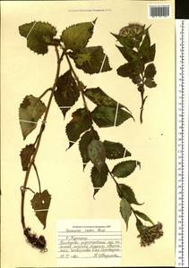 Saussurea riederi Herder, Siberia, Russian Far East (S6) (Russia)