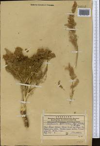 Schrenkia golickeana (Regel & Schmalh.) B. Fedtsch., Middle Asia, Western Tian Shan & Karatau (M3) (Kazakhstan)