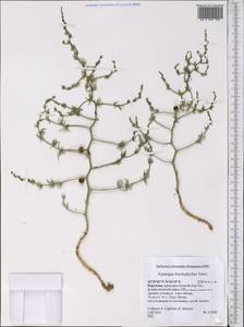Asparagus brachyphyllus Turcz., Middle Asia, Northern & Central Tian Shan (M4) (Kyrgyzstan)