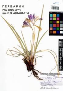 Iris lactea Pall., Siberia, Altai & Sayany Mountains (S2) (Russia)