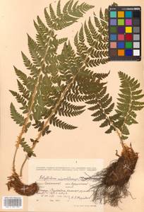 Polystichum microchlamys (Christ) Matsum., Siberia, Russian Far East (S6) (Russia)