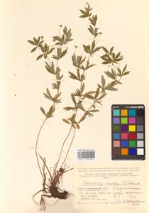 Potentilla erecta (L.) Raeusch., Eastern Europe, Northern region (E1) (Russia)