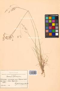 Avenella flexuosa (L.) Drejer, Siberia, Russian Far East (S6) (Russia)