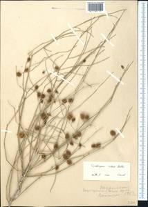 Calligonum rubescens Mattei, Middle Asia, Karakum (M6) (Turkmenistan)