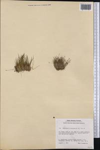 Eleocharis acicularis (L.) Roem. & Schult., America (AMER) (Greenland)