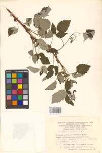 Rubus idaeus L., Eastern Europe, Eastern region (E10) (Russia)