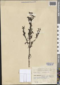 Siphonostegia chinensis Benth., South Asia, South Asia (Asia outside ex-Soviet states and Mongolia) (ASIA) (China)