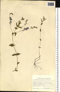 Veronica krylovii Schischk., Siberia, Altai & Sayany Mountains (S2) (Russia)