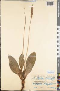 Plantago urvillei Opiz, Eastern Europe, North Ukrainian region (E11) (Ukraine)