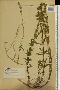 Silene tatarica (L.) Pers., Eastern Europe, North-Western region (E2) (Russia)