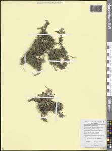 Thymus majkopiensis Klokov & Des.-Shost., Caucasus, Stavropol Krai, Karachay-Cherkessia & Kabardino-Balkaria (K1b) (Russia)