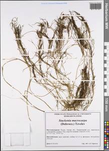 Stuckenia macrocarpa (Dobrocz.) Tzvelev, Siberia, Western Siberia (S1) (Russia)