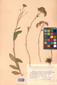 Hylotelephium telephium (L.) H. Ohba, Siberia, Russian Far East (S6) (Russia)