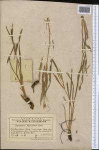 Pseudopodospermum inconspicuum (Lipsch.) Zaika, Sukhor. & N. Kilian, Middle Asia, Western Tian Shan & Karatau (M3) (Kazakhstan)