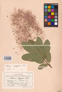 Cotinus coggygria Scop., Eastern Europe, South Ukrainian region (E12) (Ukraine)