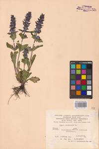 MHA 0 155 056, Ajuga genevensis L., Eastern Europe, Central forest-and-steppe region (E6) (Russia)